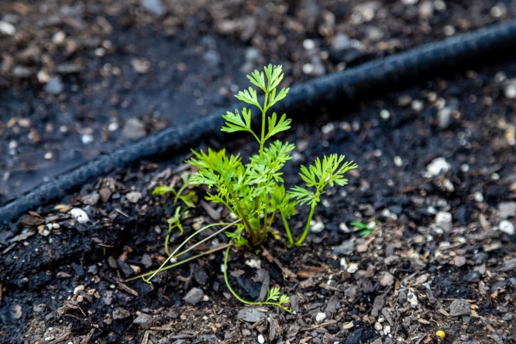 Drip Irrigation Systems